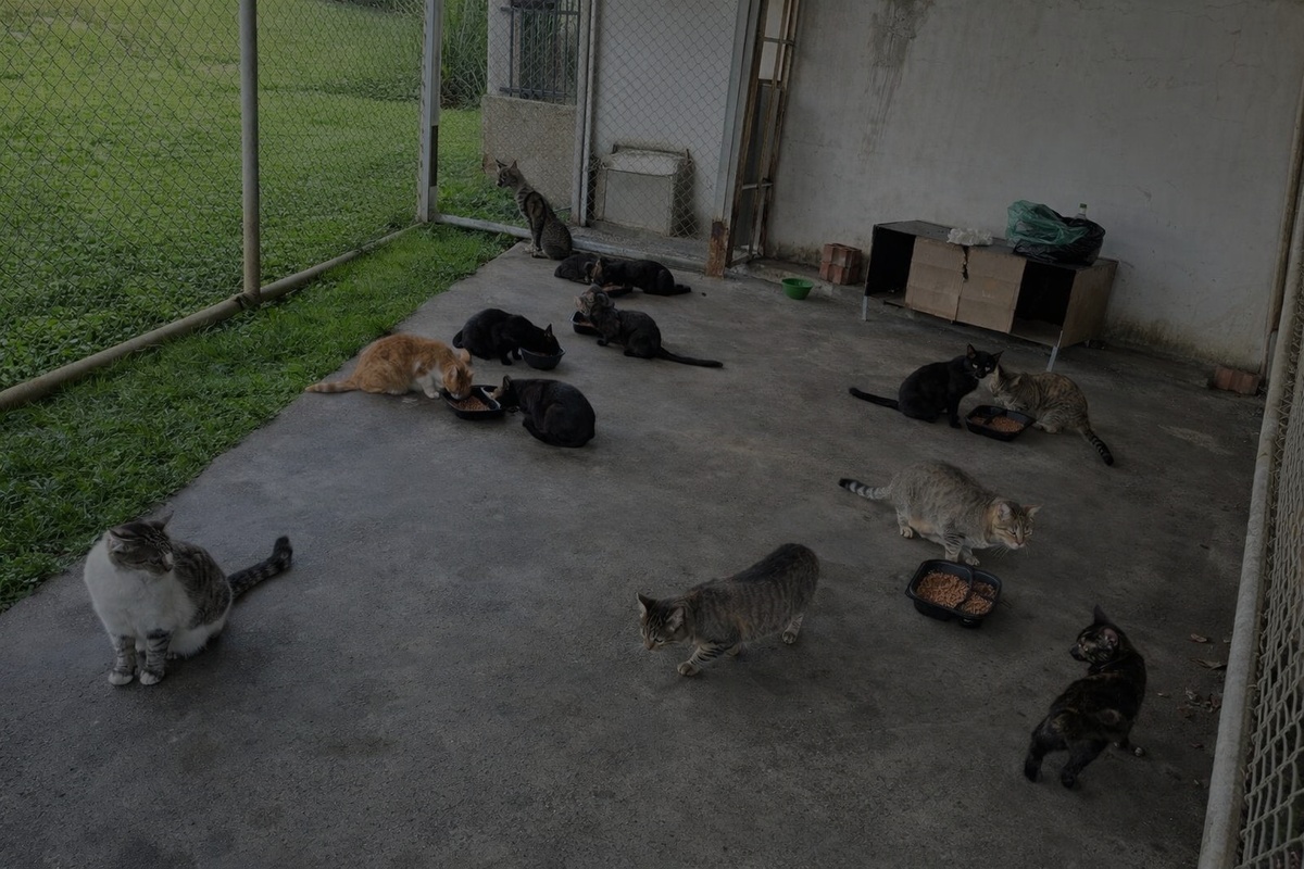 imagen_gatos_1200x800_dark50